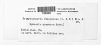 Godronia fuliginosa image